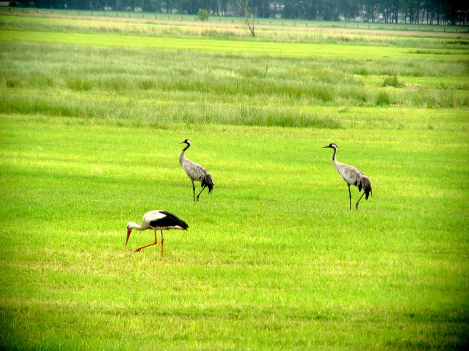 Kranich und Storch