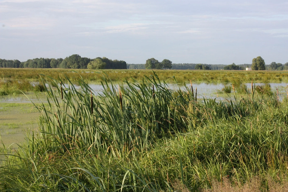 Überschwemmte Rögnitzwiesen&nbsp;&copy;&nbsp;E. Steffen